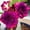 A, variant on Desert Rose, Low Maintenance - Easy Grow - Ideal for Beds Borders, Plant Pots & Planters