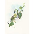 thumbnail image 2 of John Gould 14x18 Gold Ornate Wood Frame and Double Matted Museum Art Print Titled - Spathura Underwoodi (White-Footed Racket-Tail), 2 of 4