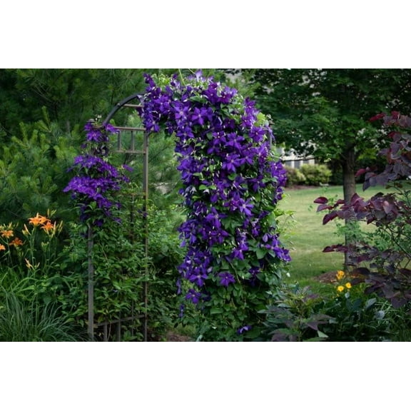 Purple Clematis Seeds for Planting (50 Seeds) - Clematis occidentalis VAR. occidentalis
