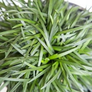 Expert Gardener Dwarf Mondo Grass (18-Pack) Low-Growing Evergreen Groundcover in 3.25-Inch Grower Pots