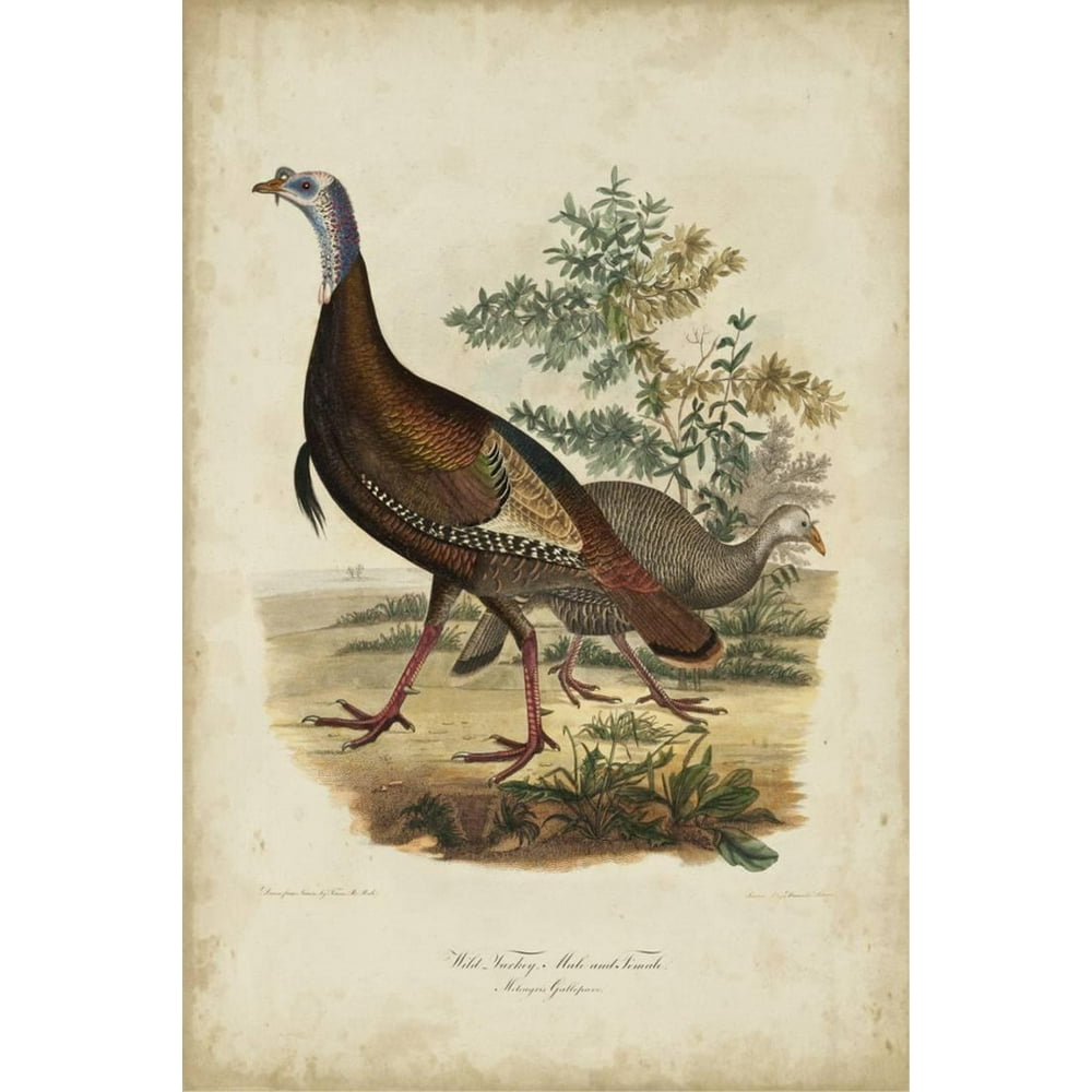 Wild Turkey Print Wall Art By Charles L Bonapart