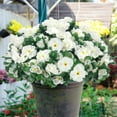 thumbnail image 7 of NOGIS Artificial Fake White Flowers Plants for Outdoor Outside Winter Christmas, Faux Silk Camellia UV Resistant Realistic for Front Door Porch Patio Balcony Garden Yard Decor, 5 Bundles, 7 of 7