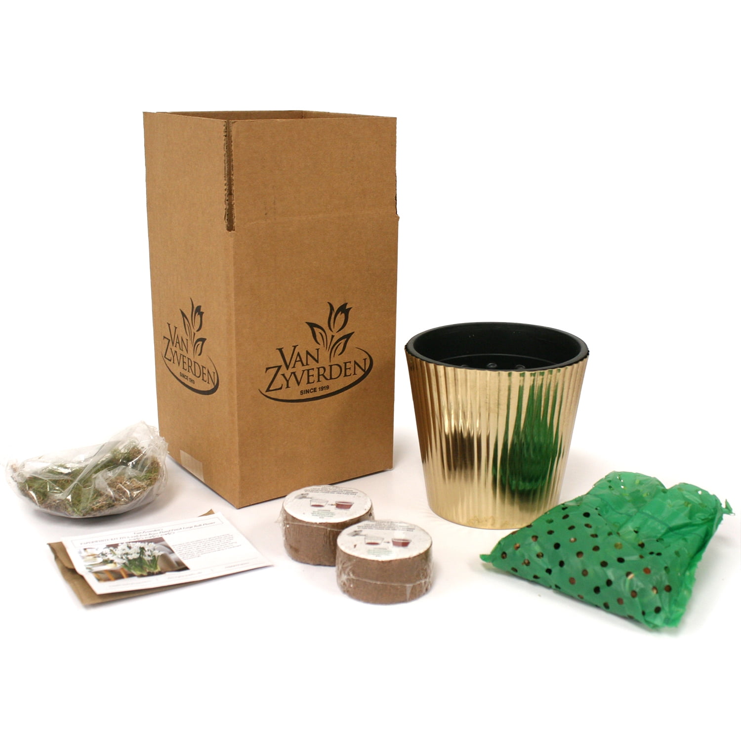 Van Zyverden Paperwhite Kit Ziva W/ Fluted Iron Faux Brass Finish Planter and 6 Bulbs White Partial Sun Perennial Fragrant 3 lbs