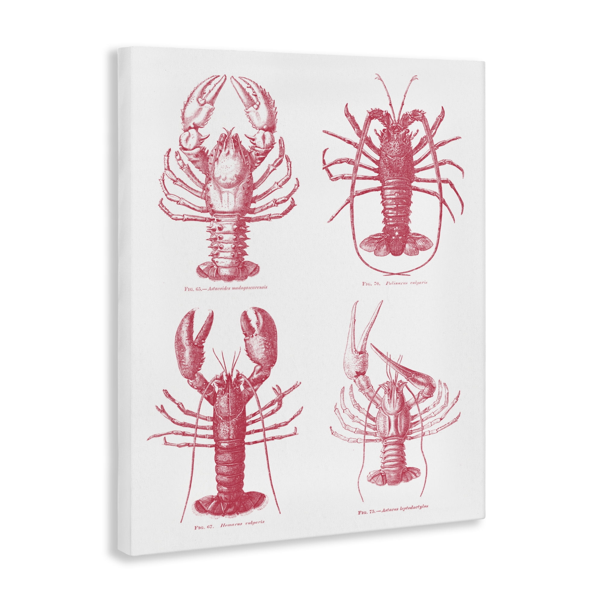 Timeless Lobsters Species Canvas Wall Art, design by Lettered and Lined