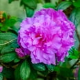 thumbnail image 2 of Encore Azalea Autumn Majesty (2 Gallon) Shrub with Purple Ruffled Blooms - Full Sun Live Outdoor Plant, 2 of 7