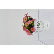 Proven Winners 1.0 PT Calibrachoa Honeyberry Full Sun Annual Flowering Plant