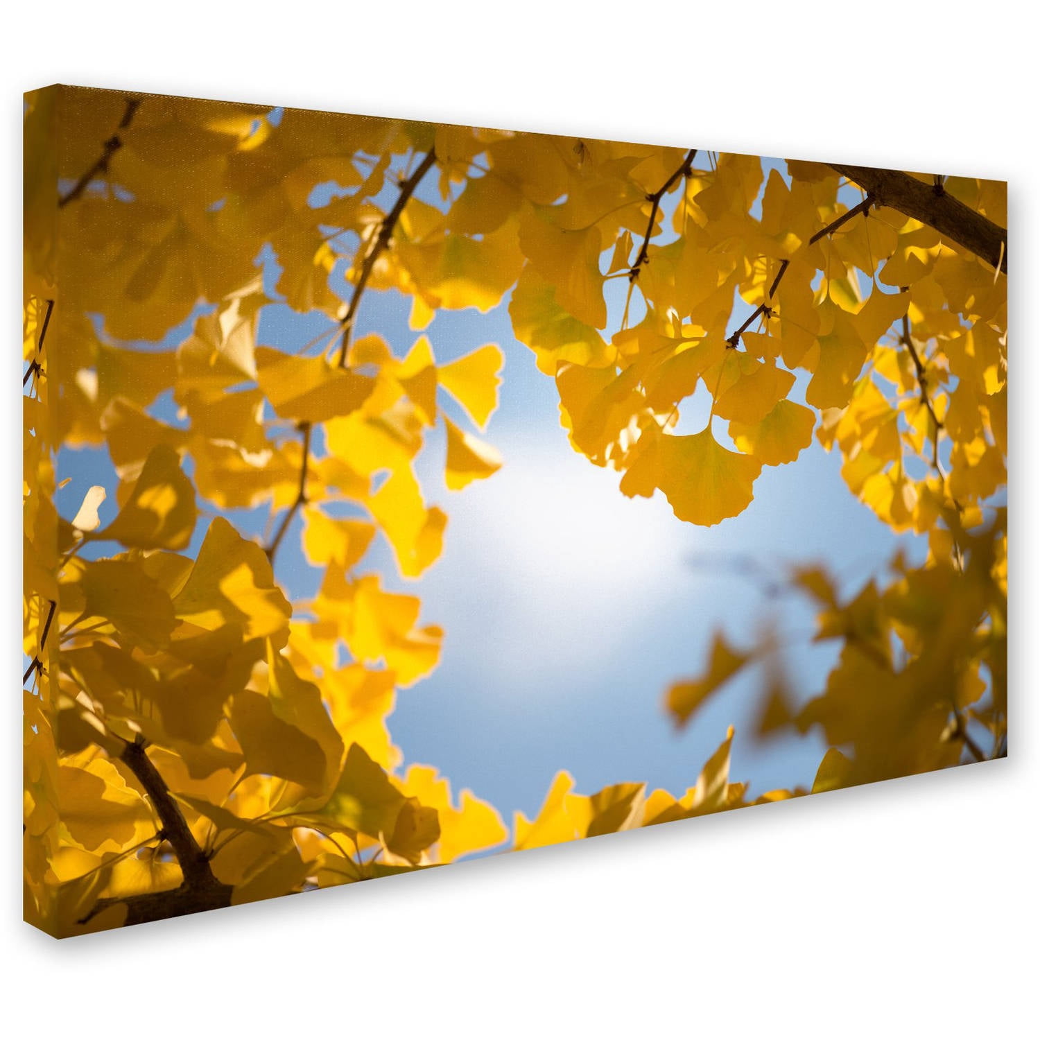 Trademark Fine Art "Ginkgo Leaves in Autumn" Canvas Art by Philippe Sainte-Laudy