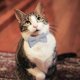 thumbnail image 3 of Pet Collar Cat Collar Adjustable with Bell 2Pcs for Daily Use, 3 of 5