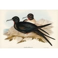 thumbnail image 2 of Gould, John 18x13 Black Modern Framed Museum Art Print Titled - Small Frigate Bird-Attagen Ariel, 2 of 4