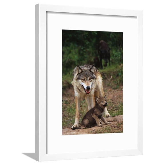 Grey Wolf with Pup, Framed Art Print Wall Art by W^ Perry Conway Sold by Art.Com