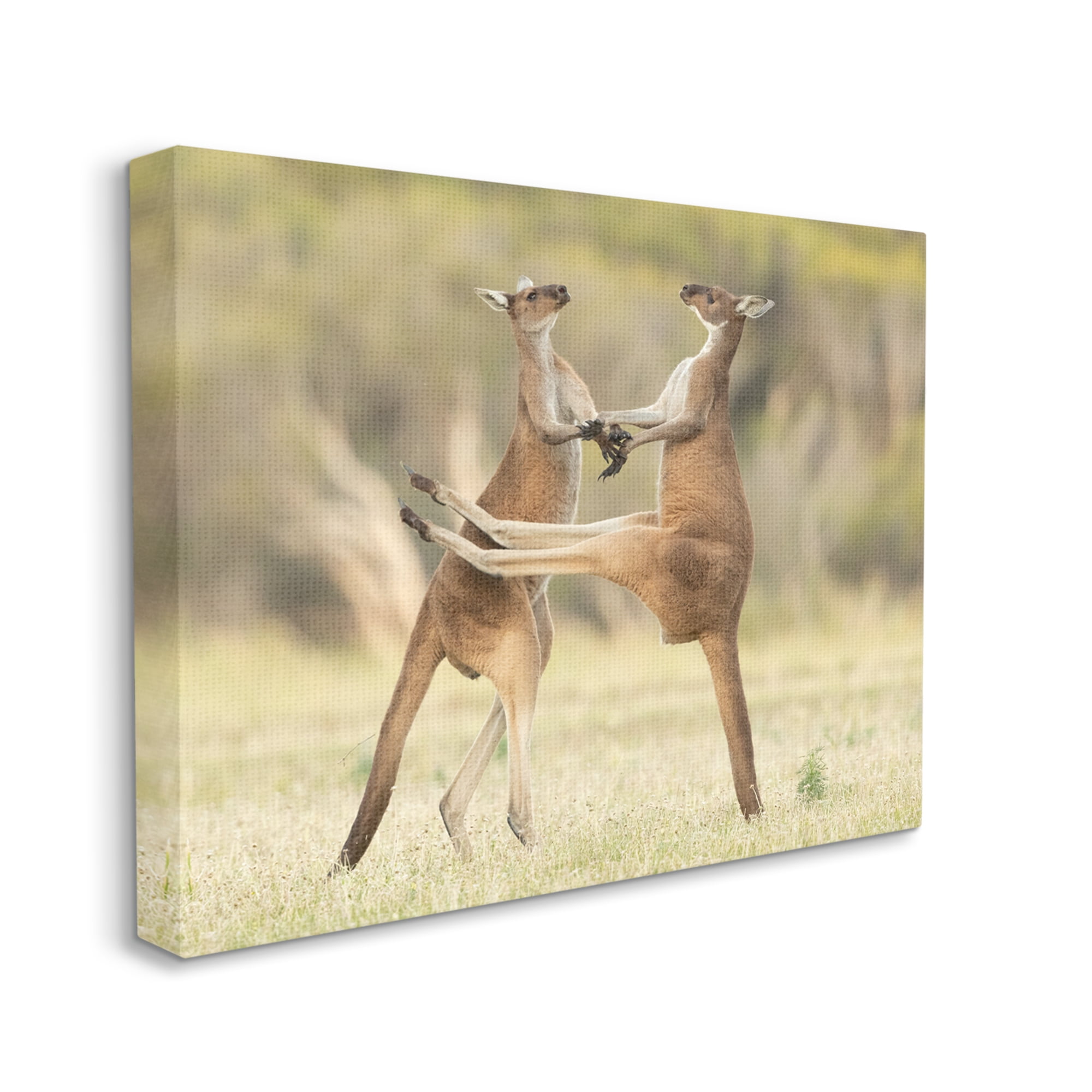 Stupell Industries Kangaroo Duo Photography Animals & Insects Photography Gallery Wrapped Canvas Art Print Wall Art, 20 x 16