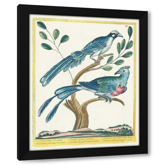 Unknown  12x14 Black Modern Wood Framed Wall Art Titled - Pastel Birds VI