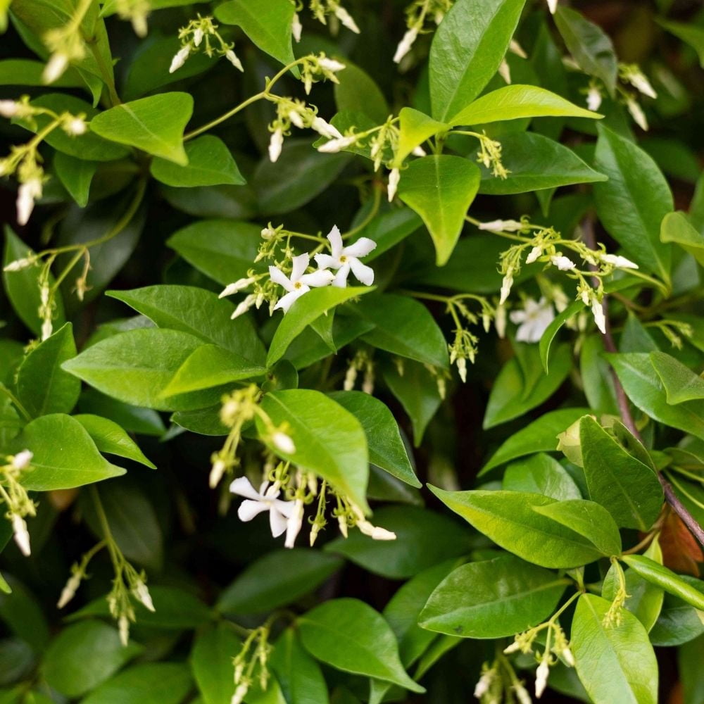 Green Confederate Star Jasmine Live Plant 4 to 8 Inch Tall, Jasmine Climbing Plant for Outdoor Gardening
