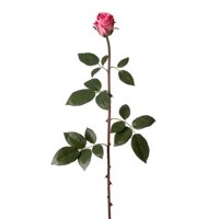 Sage & Co. Fleur Garden Rose Bud Stem (Set of 24)