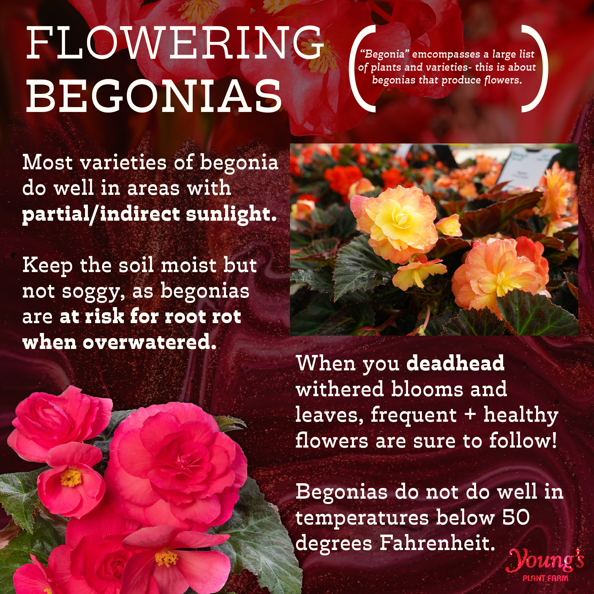 Expert Gardener 1.5g Begonia Senator IQ Series Scarlet Hanging Basket Live Plant, Gifts for Father