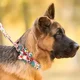 thumbnail image 4 of Accesorios Para Paseo Con Estampado Floral Para Perro Y Gato Color Azul Pastel Tamaño Del Collar Mediano, 4 of 6