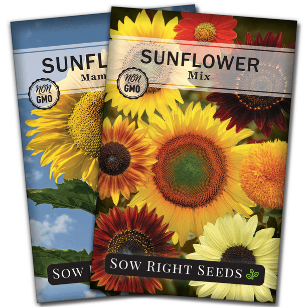 Sunflower Garden Seed Collection Non GMO Varieties 2 Count