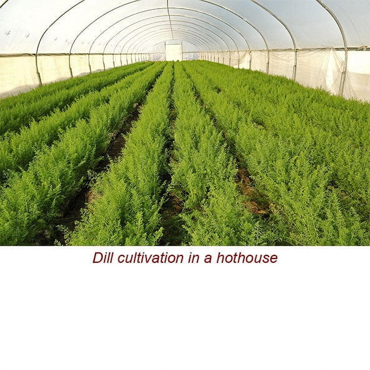 Dill Seed Essential Oil 1 fl oz (30 ml) - 100% Pure and Natural by Silky Scents