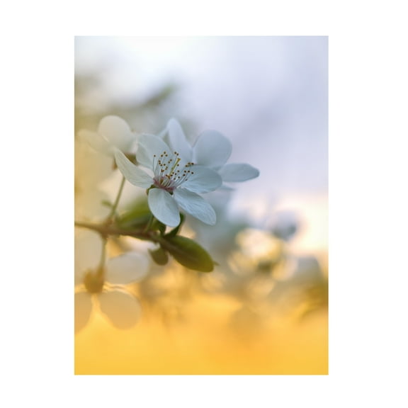 Trademark Fine Art Juliana Nan Spring Melody II Canvas Wall Art