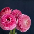 thumbnail image 2 of Susannah Tucker Photography  26x26 White Modern Wood Framed Museum Art Print Titled - Enchanted Blooms, 2 of 4