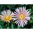 thumbnail image 2 of Mesa Verde Ice Plant - Delosperma - Cool Plant for the Sun - Gallon Pot, 2 of 4