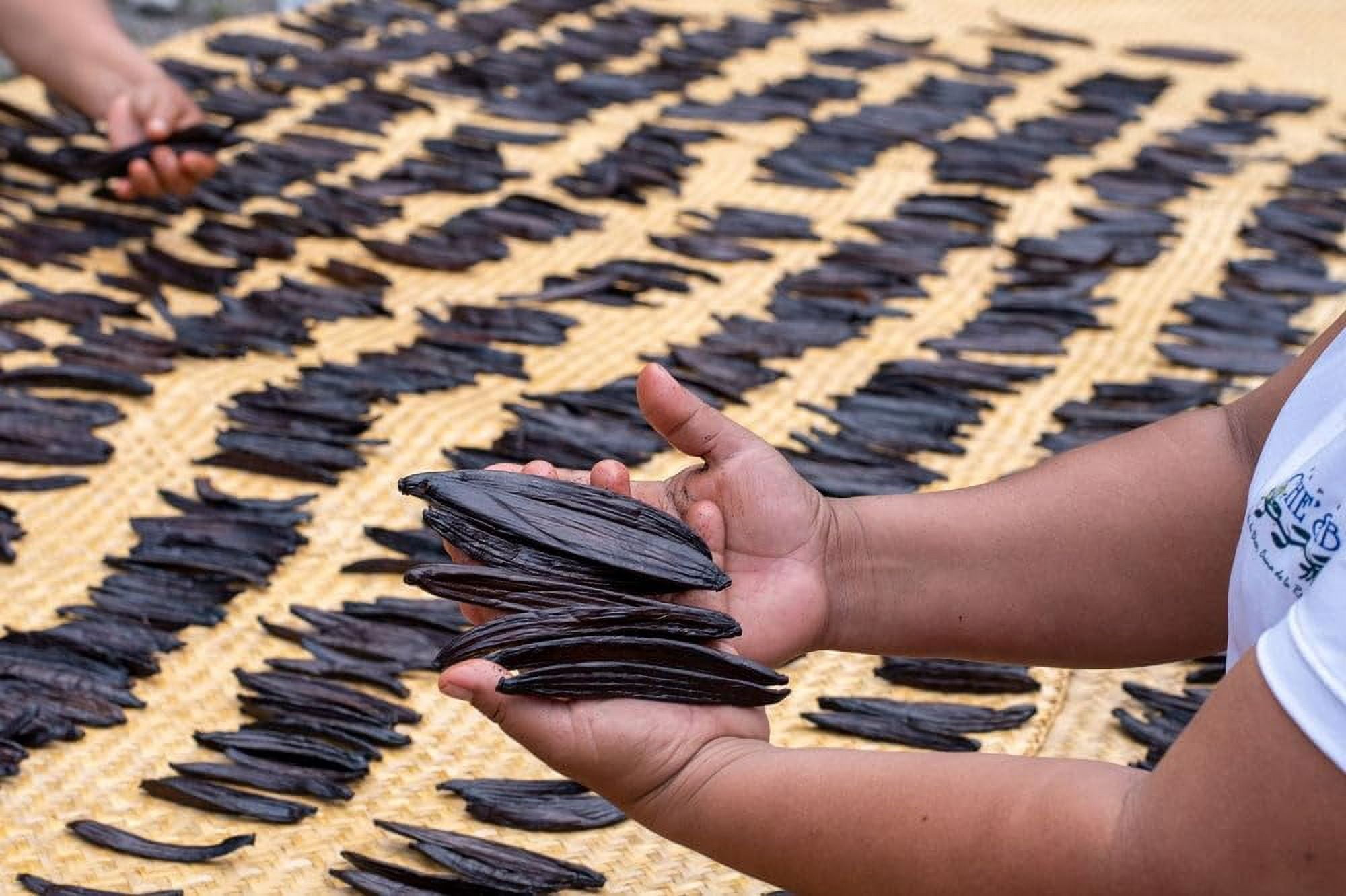 Guatemalan Vanilla Beans Whole Grade A Vanilla Pods for Homemade Vanilla Extract, Baking, Ice Cream, Flavoring, & Vanilla Powder - (10 Pack)