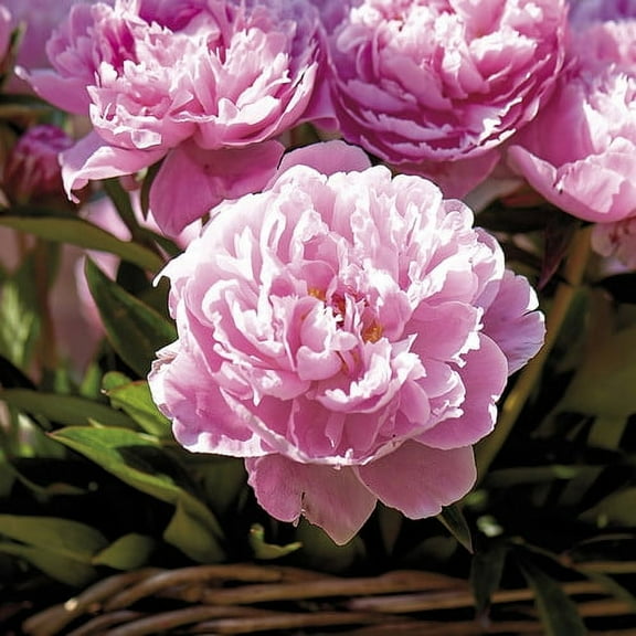 Van Zyverden Peonies Sarah Bernhardt 3 Plant Roots Pink Partial Sun Perennial Deer Resistant 1 lb