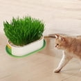 thumbnail image 1 of Maceta para gatos con bandeja de inicio, kit de de césped para gatitos, resistente, de 19 x 12 x 4 cm, versátil, para germinar plantas Verde y amarillo, 1 of 8