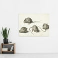 thumbnail image 2 of De Gheyn Four Studies Of A Diseased Mouse Painting Extra Large XL Wall Art Poster Print, 2 of 3