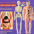 thumbnail image 3 of Human Body Skeleton Model Kits Study Tools Teaching 3D/ Assembly Removable, 3 of 8