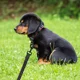 thumbnail image 2 of Cadenas Reflectantes Para Perros Con Correa Para Mascotas, 2 of 8
