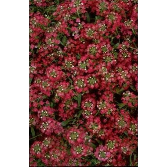 Alyssum Easter Bonnet - Deep Rose Nice Garden Flower 50 Seeds