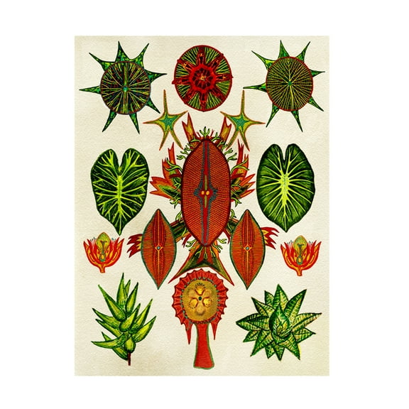 Trademark Fine Art giovanna nicolo Botanical Invention Canvas Wall Art