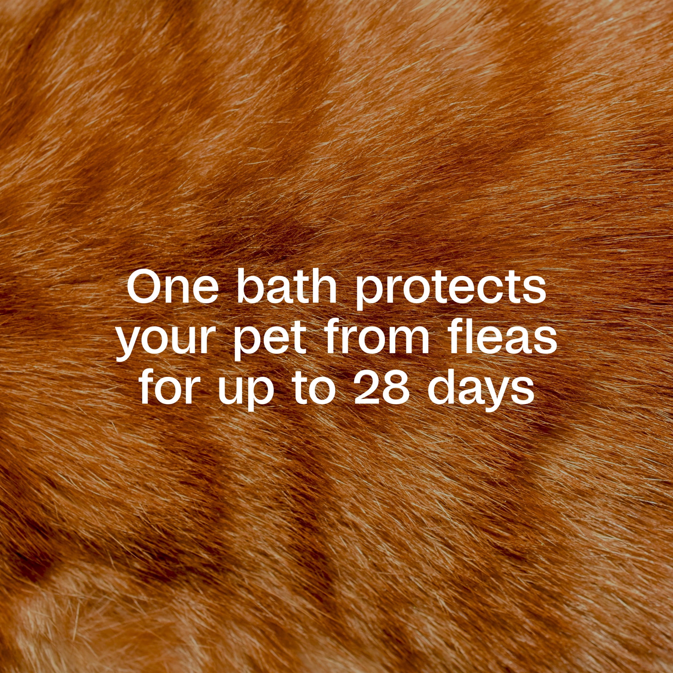 ADAMS Plus Flea & Tick Foaming Shampoo & Wash for Cats & Kittens Over 12 Weeks, Sensitive Skin Flea Treatment for Cats & Kittens, Kills Adult Fleas, Ticks and Lice On Contact, 10 Fluid Ounces