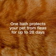 thumbnail image 4 of ADAMS Plus Flea & Tick Foaming Shampoo & Wash for Cats & Kittens Over 12 Weeks, Sensitive Skin Flea Treatment for Cats & Kittens, Kills Adult Fleas, Ticks and Lice On Contact, 10 Fluid Ounces, 4 of 13