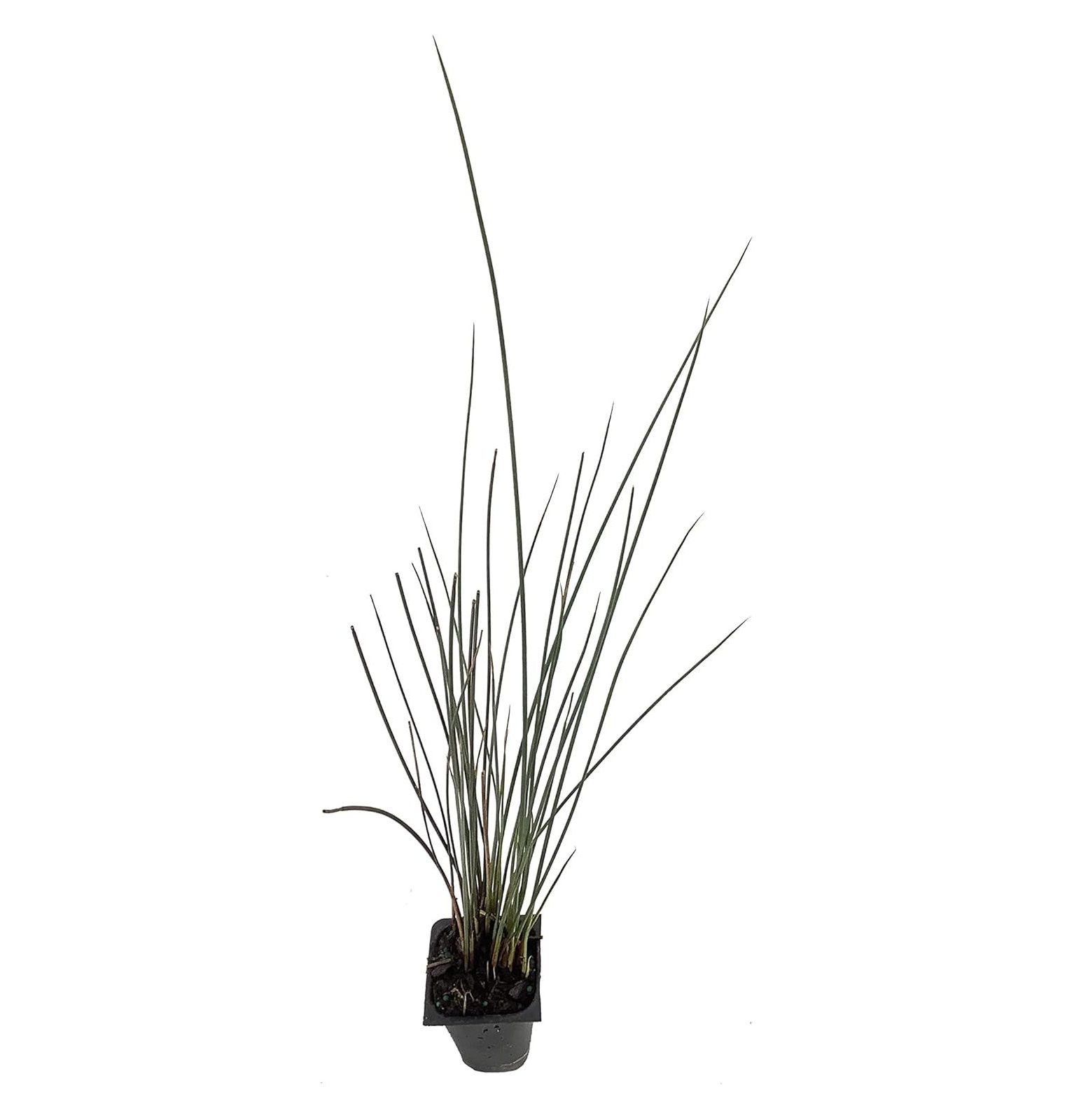 Blue Arrows Rush Grass - Juncus Inflexus - 3 Live Plants - Drought Tolerant Low Maintenance - image 2 of 3
