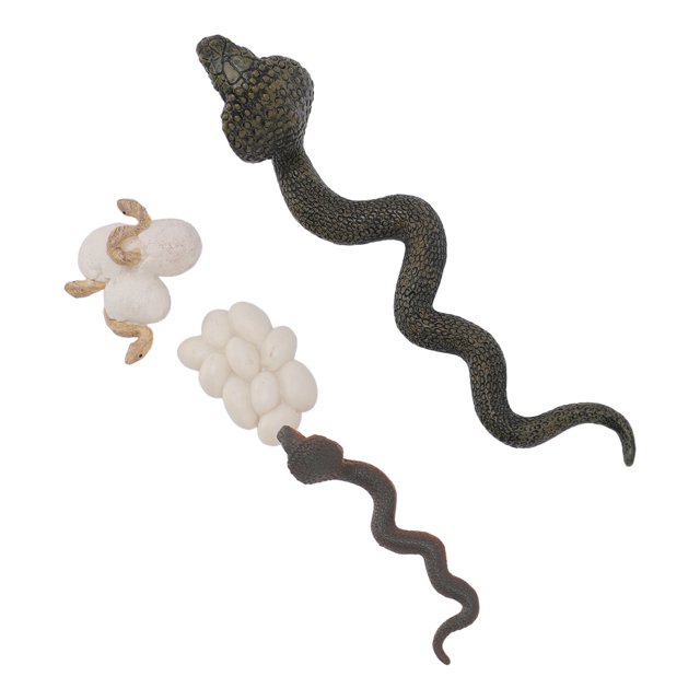 Snake Life Cycle Model Toys, Stimulate Interest Snake Growth Cycle Model Educational Sturdy for Teaching