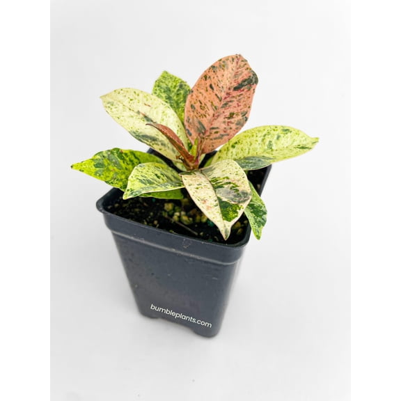 Ficus Elastica Shivereana "Moonshine" - Live Air-Purifying Indoor Plant in Nursery Pot – Easy Care, Low Maintenance Houseplant for Home & Office Decor, Natural Air Cleaner, Best for Beginners (2"Pot)