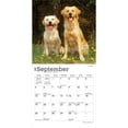 thumbnail image 4 of Golden Retrievers | 2027 7x14" (Hanging) Wall Calendar, 4 of 9