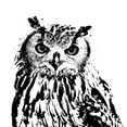 thumbnail image 2 of Sommers, Mindy 26x26 White Modern Wood Framed Museum Art Print Titled - Spotted Owl, 2 of 4