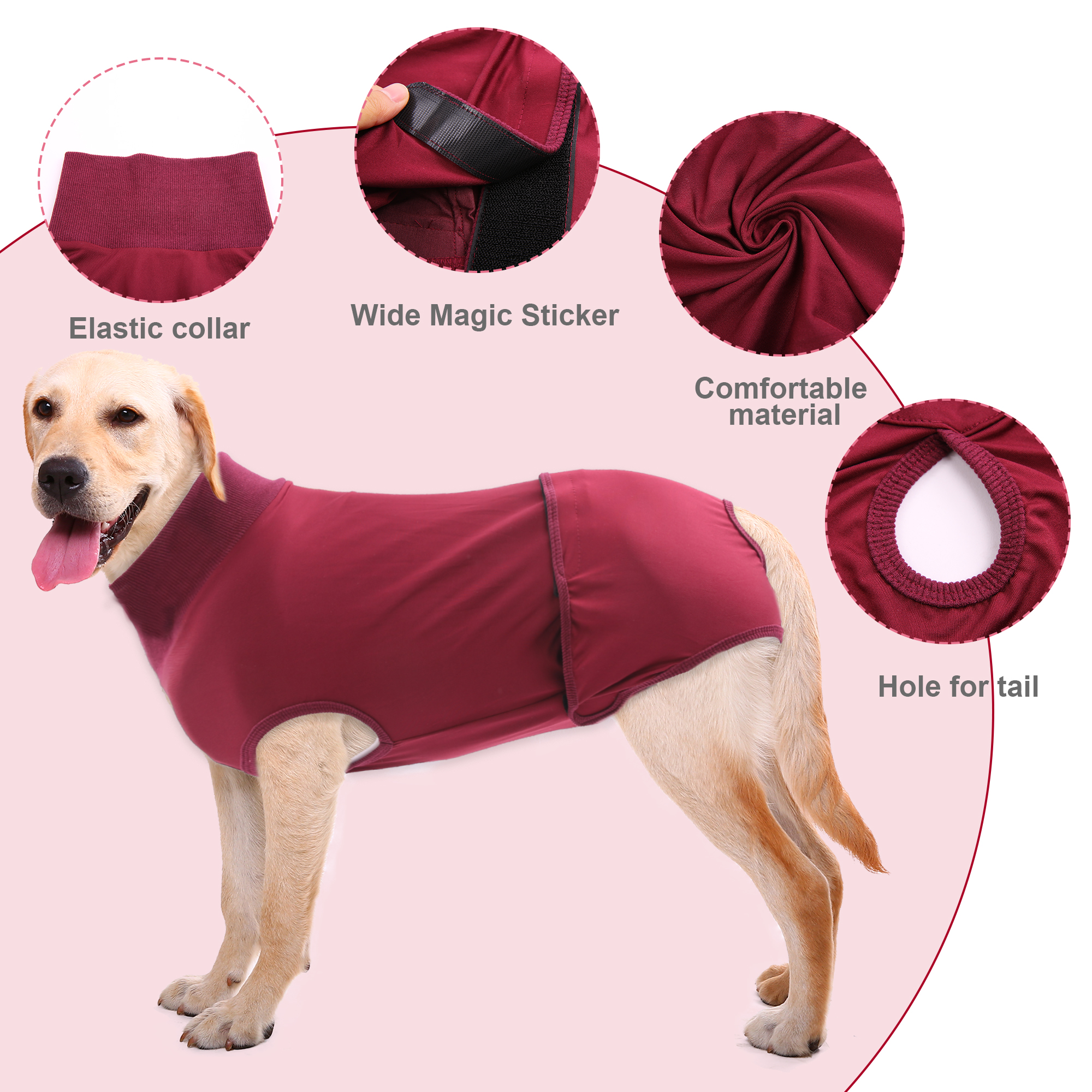 Alternatives To An E Collar