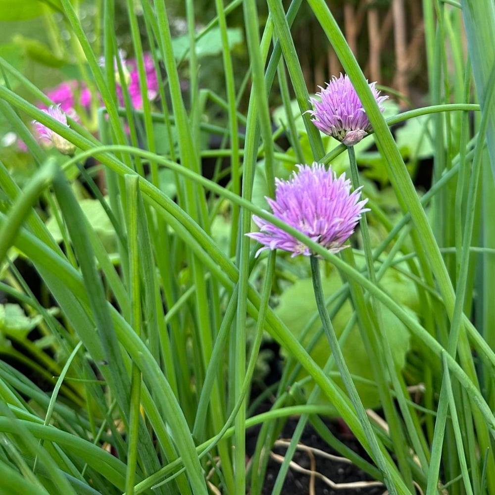20 Mature Live Chive Plants, Live Garlic Chives Indoor Outdoor Landscape, 3-5'' Tall