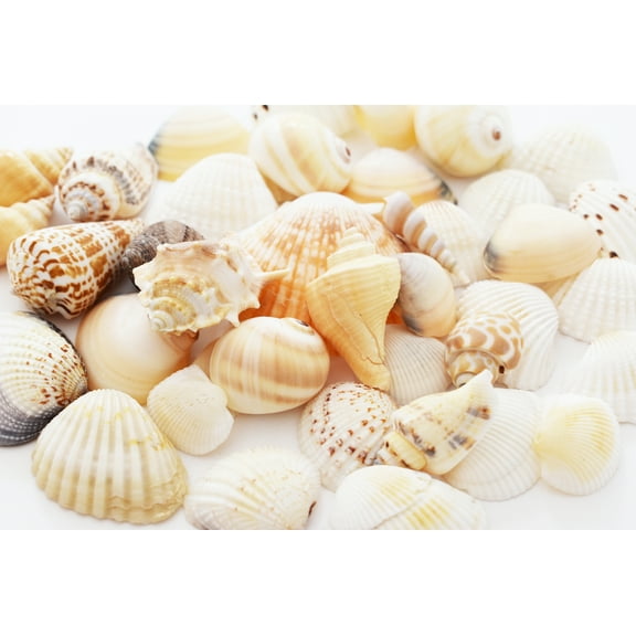 1 Lb  (100 Shells) Indian Ocean Shell Mix (1"-2" / 25-50mm) Beach Decor Ocean Art Craft