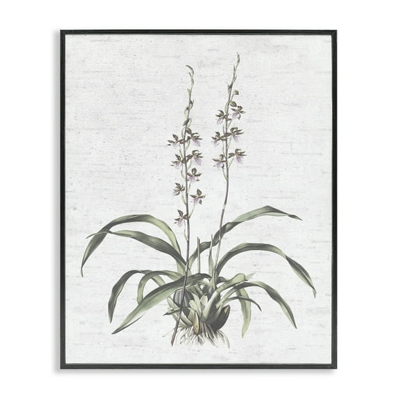 Stupell Industries Blooming Herb Bud Botanical & Floral Painting Black Framed Art Print Wall Art, 11 x 14