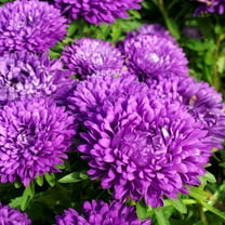Outsidepride Aster Milady Blue Flower Seed - 2000 Seeds