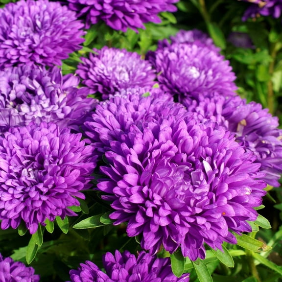 Outsidepride Aster Milady Blue Flower Seed - 2000 Seeds