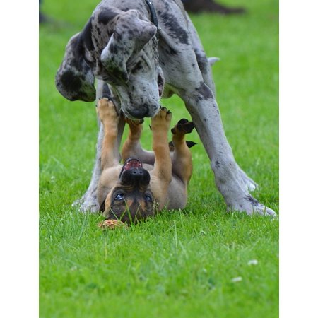 LAMINATED POSTER Puppies Great Dane Small Hybrid Grey Tiger Poster Print 24 x (Best Collar For Great Dane Puppy)