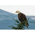 thumbnail image 2 of Hellmann, Stan 24x18 White Modern Wood Framed Museum Art Print Titled - Bald Eagle II, 2 of 4