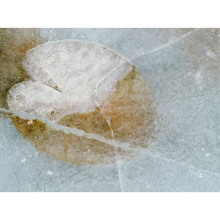 Finger Lakes Ice Wine - Water Lily Leaf In Ice Boggy Lake Alberta Canvas Art - Darwin Wiggett Design Pics (16 x 12)