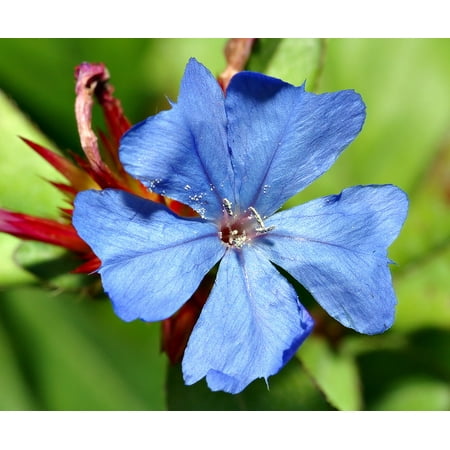 Leadwort Perennial - Plumbago - Ceratostigma - Gallon Pot ...